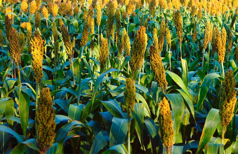 agricultural technology
